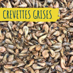 crevettes-grises-achat-fruits-de-mer-en-ligne